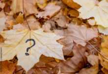 Photo of 30+ Fun and Tricky Fall Riddles