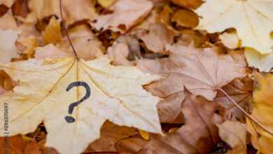 Photo of 30+ Fun and Tricky Fall Riddles