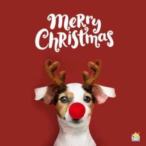 A Top 50 List of Funny Christmas Greetings