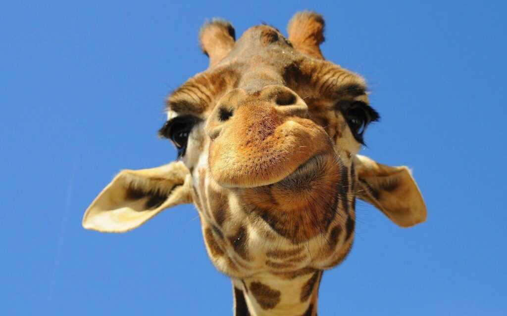 giraffe jokes
