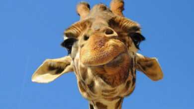 Photo of The 30+ Best Giraffe Jokes