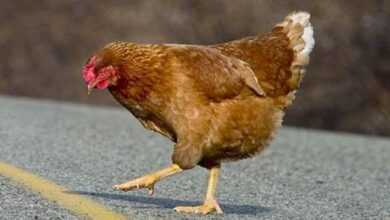 Photo of Top 45+ Why Did the Chicken Cross the Road Jokes