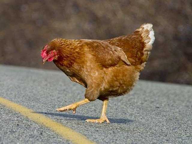 why did the chicken cross the road jokes